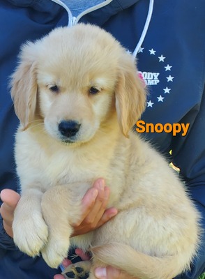 Snoopy