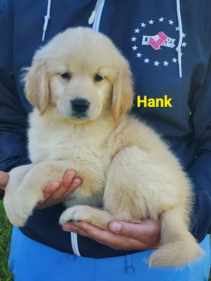 Hank