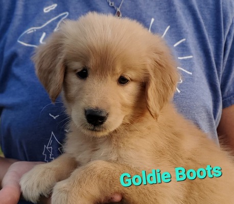 Goldie Boots