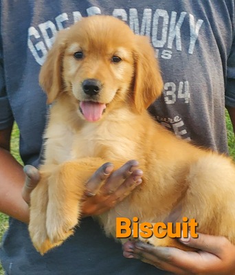 Biscuit