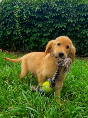 Biscuit