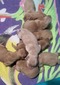 Litter